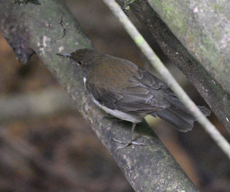 White-necked Thrush