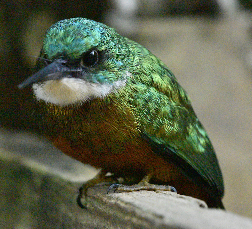 Rufous-tailed Jacamar