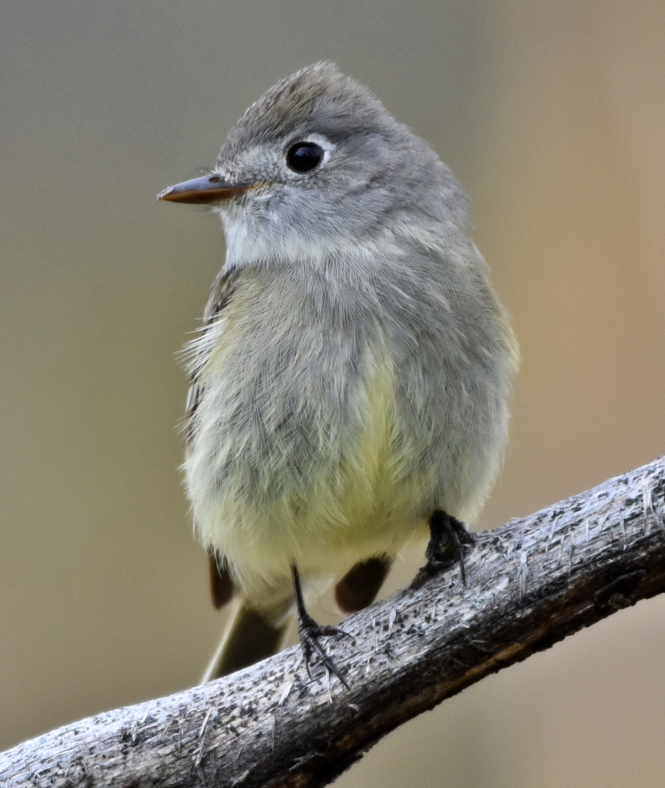 Hammond's Flycatcher