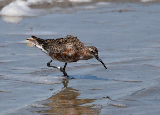 Curlew Sandpiper, Camargue