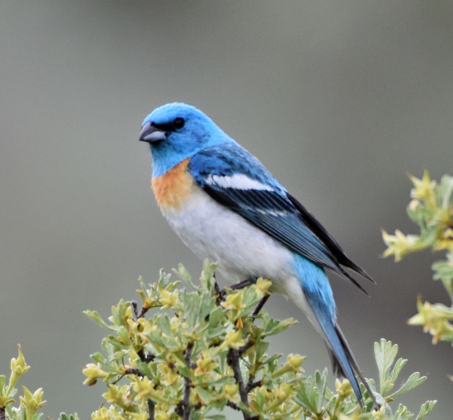 Lazuli Bunting