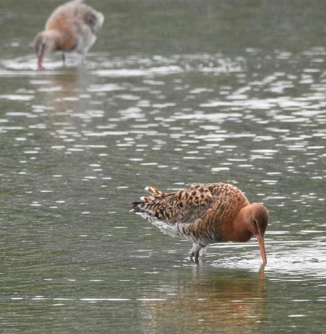 Black-tailed Godwit Slimbridge