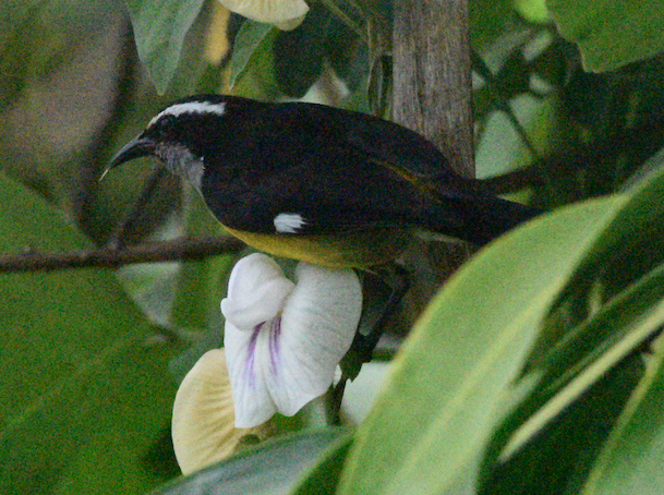 Bananaquit