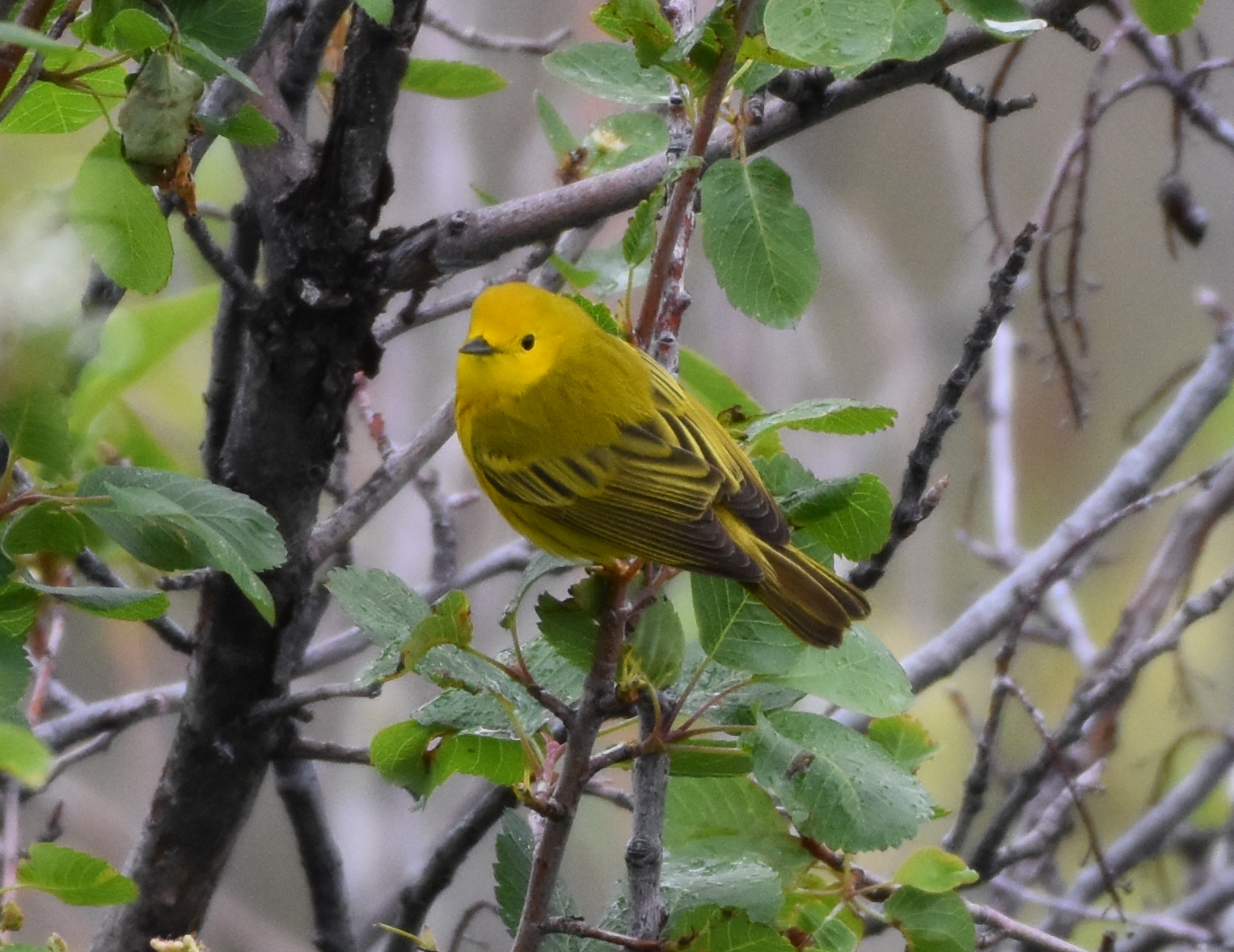 Yellow Warbler