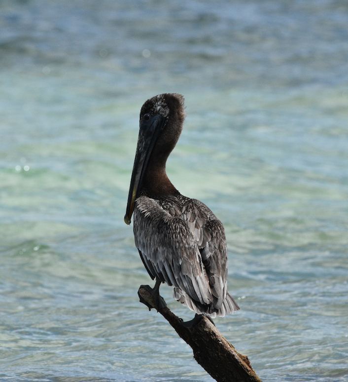 Brown Pelican