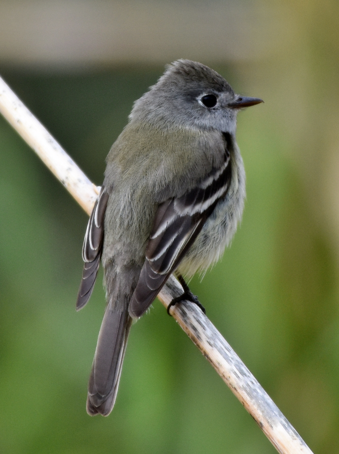 Hammond's Flycatcher