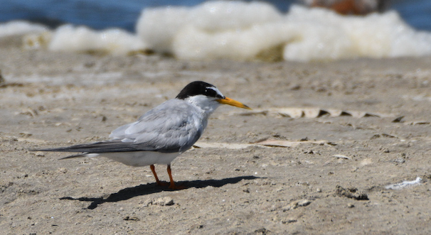 Whiskered Tern, Camargue