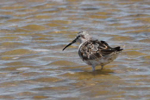 Curlew Sandpiper, Camargue