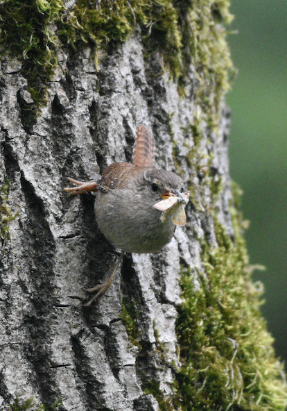 Wren at East Wretham, Norfolk