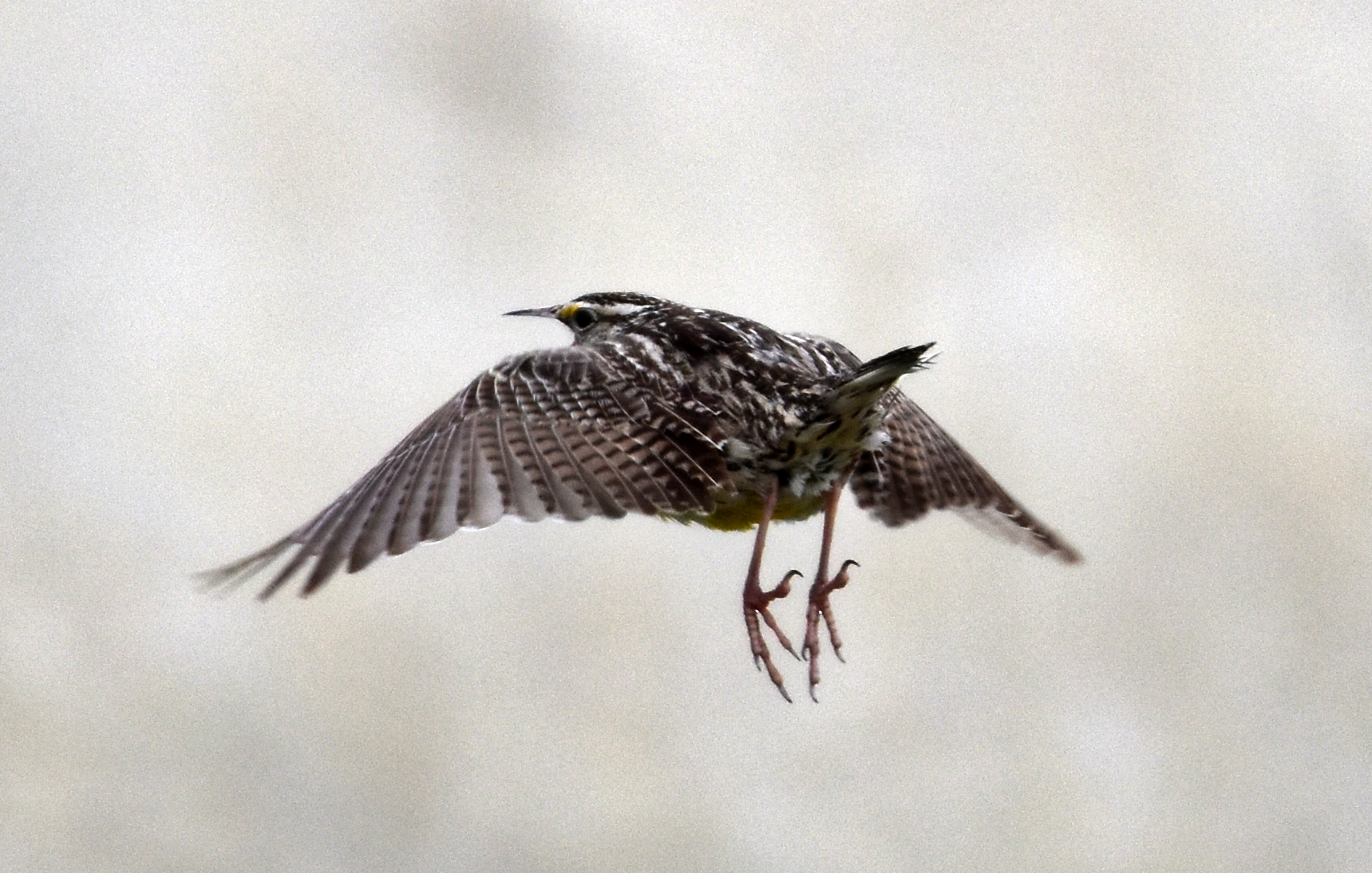 Western Meadowlark