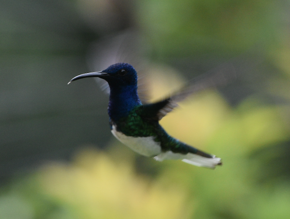 White-necked Jacobin