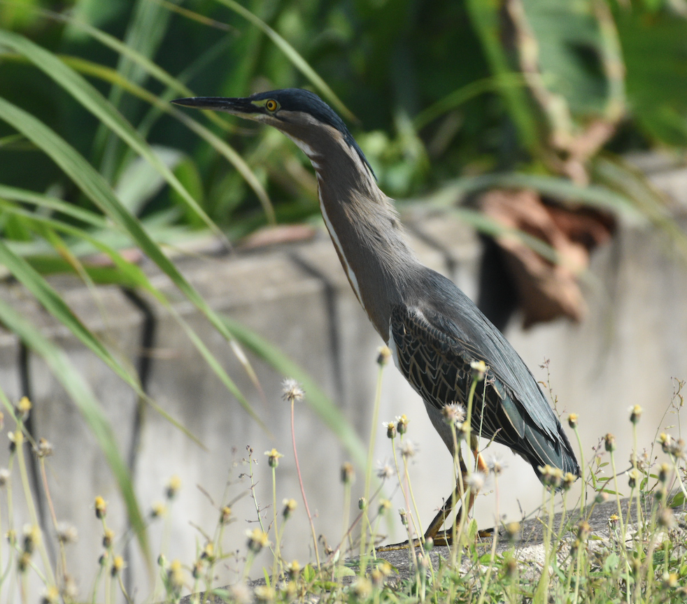 Striated heron