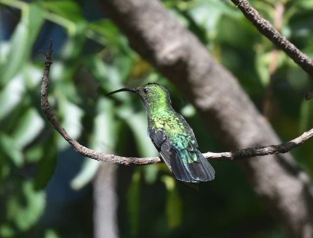 Green-throated Carib