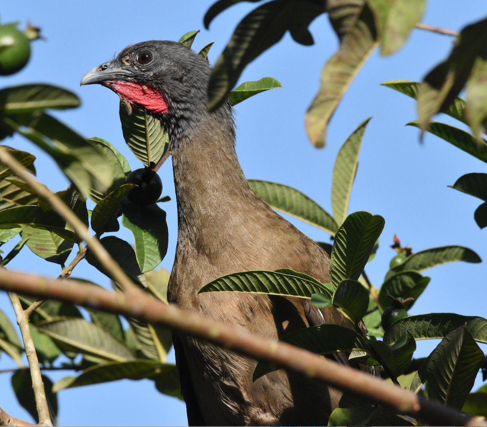 Rufous-vented Chachalaca