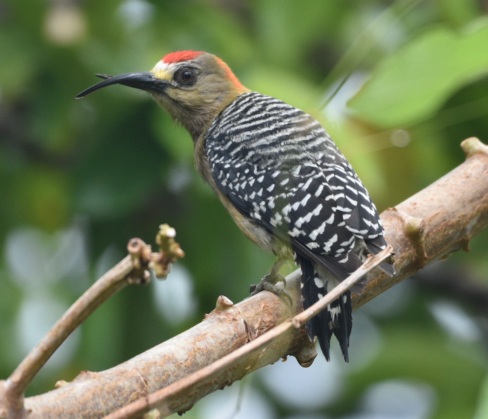 Red-crowned woodpecker