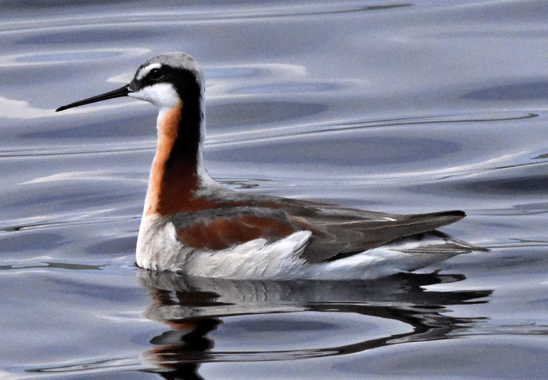 Wilson's Phalarope