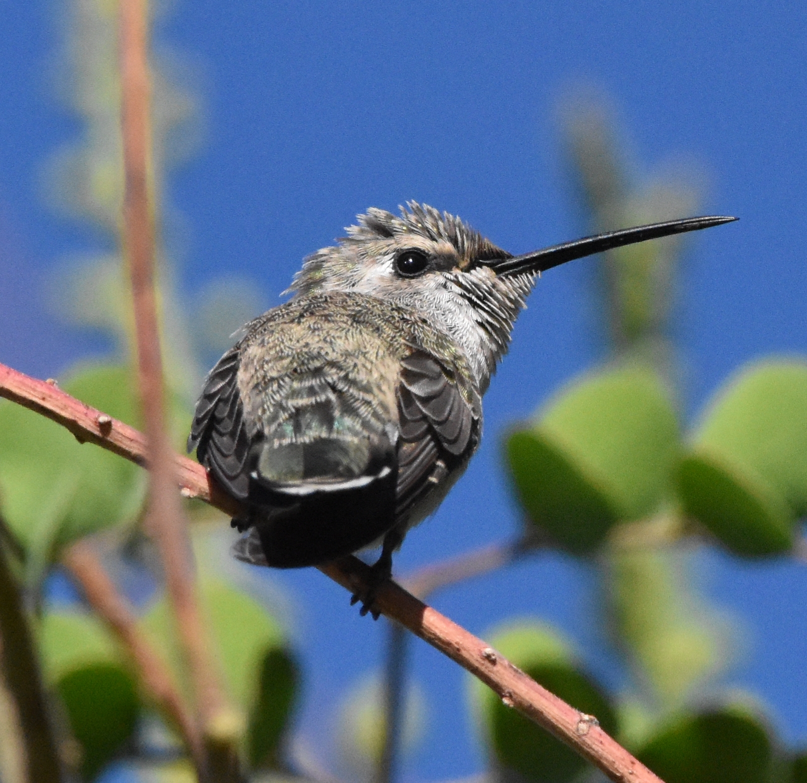 Costa's Hummingbird