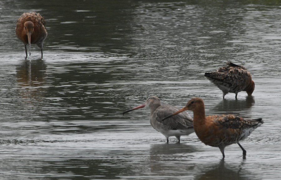 Black-tailed Godwit Slimbridge