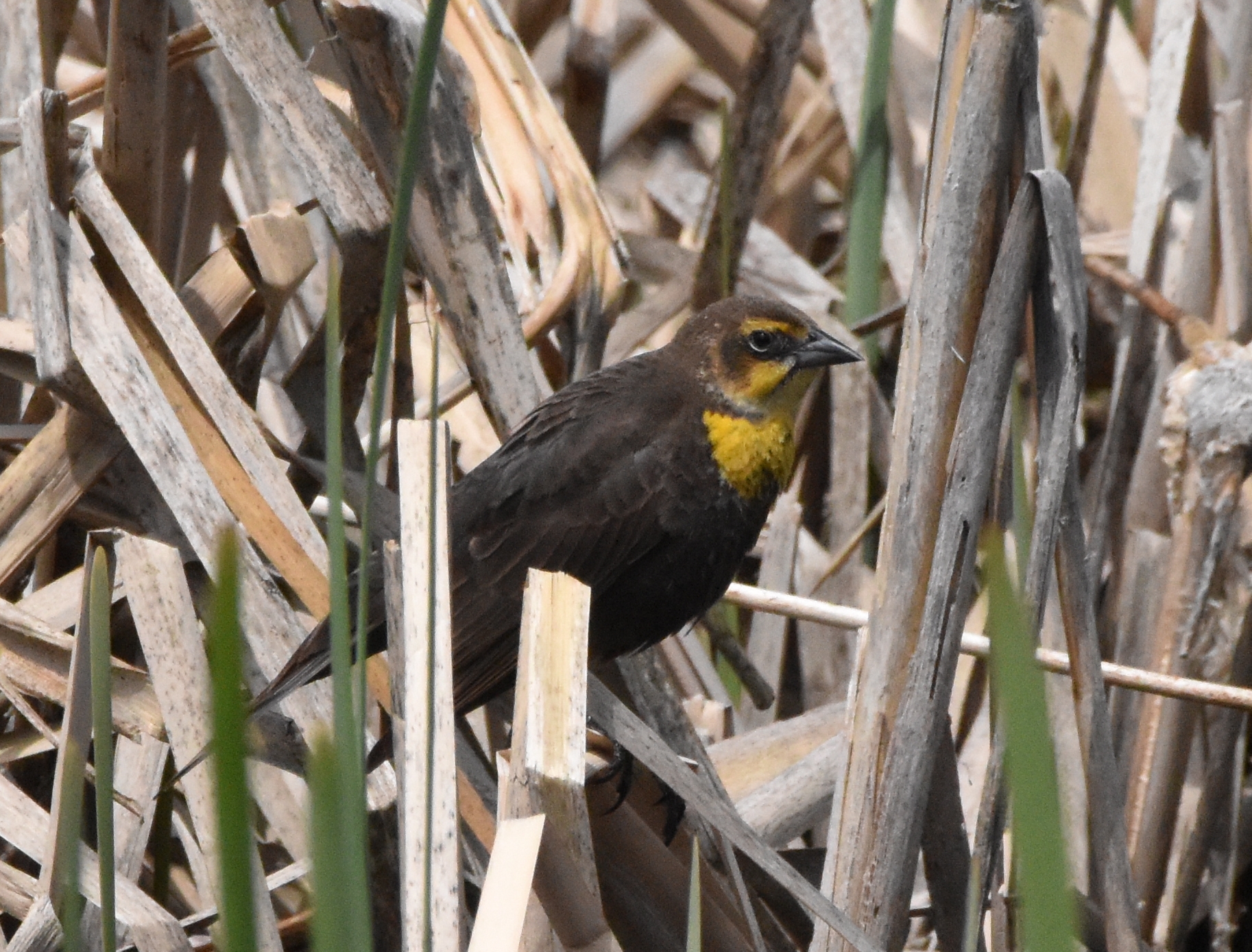 Yellow-headed Blackbird