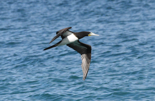 Brown Booby