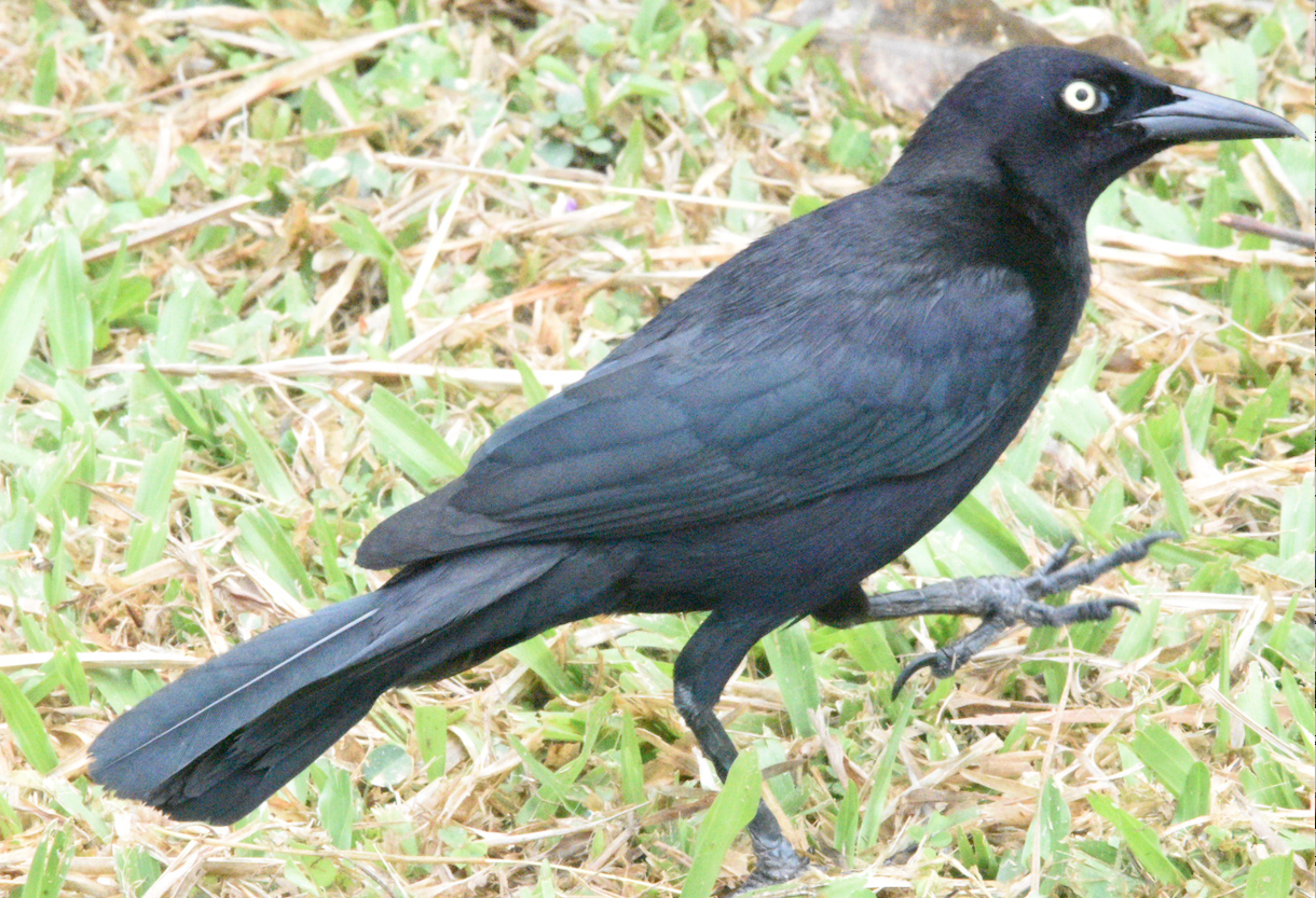 Carib Grackle