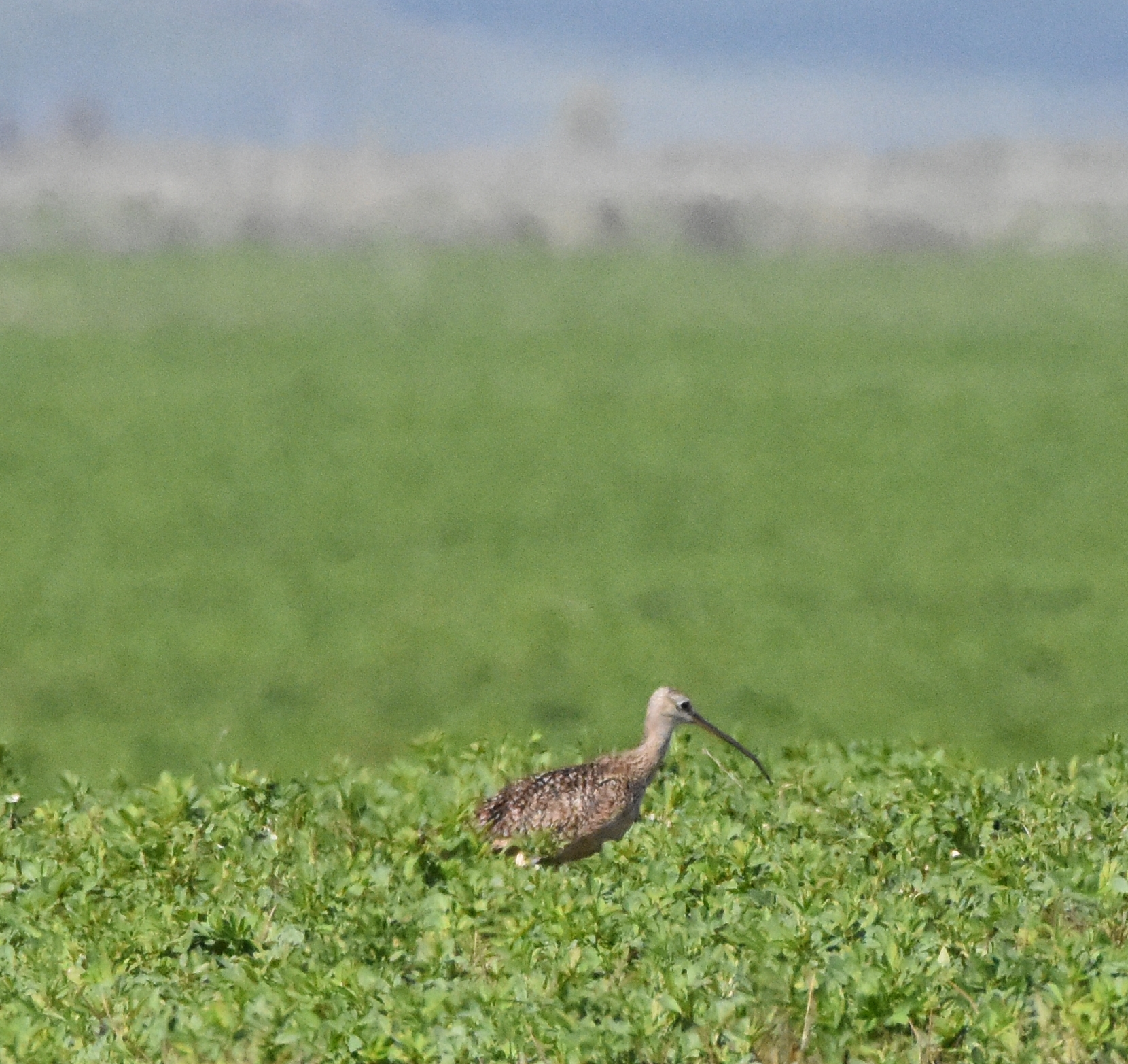 Long-billed Curlew