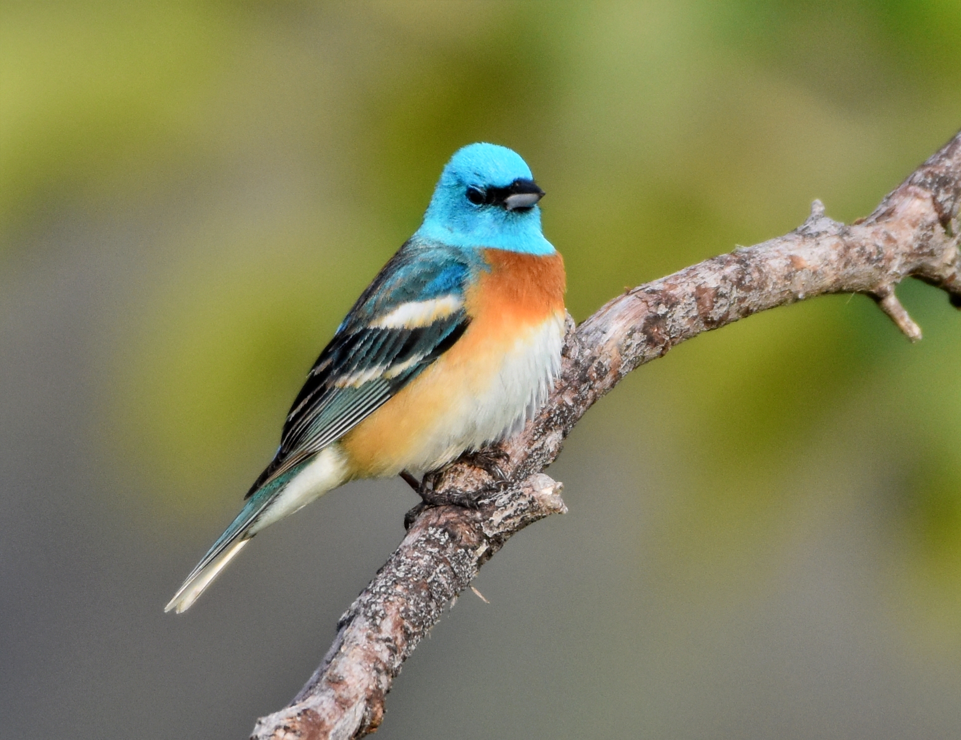 Lazuli Bunting