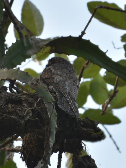 Common Potoo