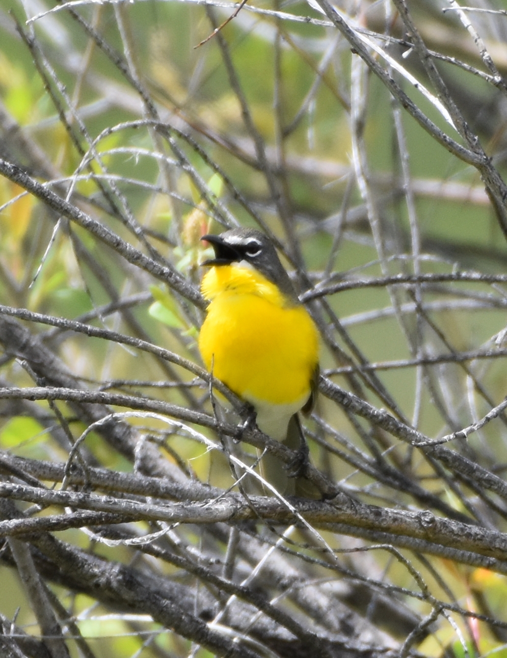 Yellow-breasted Chat