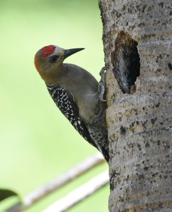 Red-crowned Woodpecker