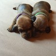 Adelyta links (lila )& Amando rechts (grün)