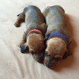 Adele links(Rot) & Arnold rechts (blau)