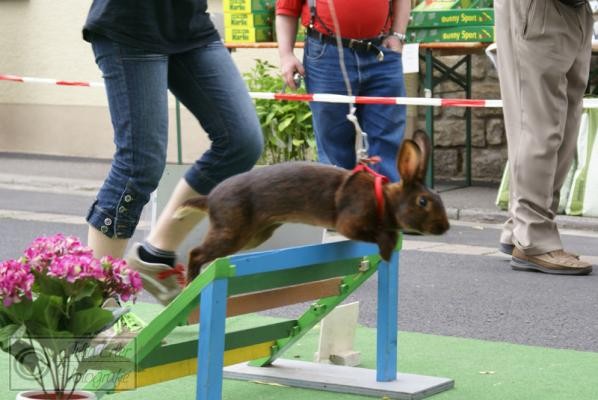 Kaninchen Hubertus-Ferinand auf dem Turnier in Schwanfeld 2008