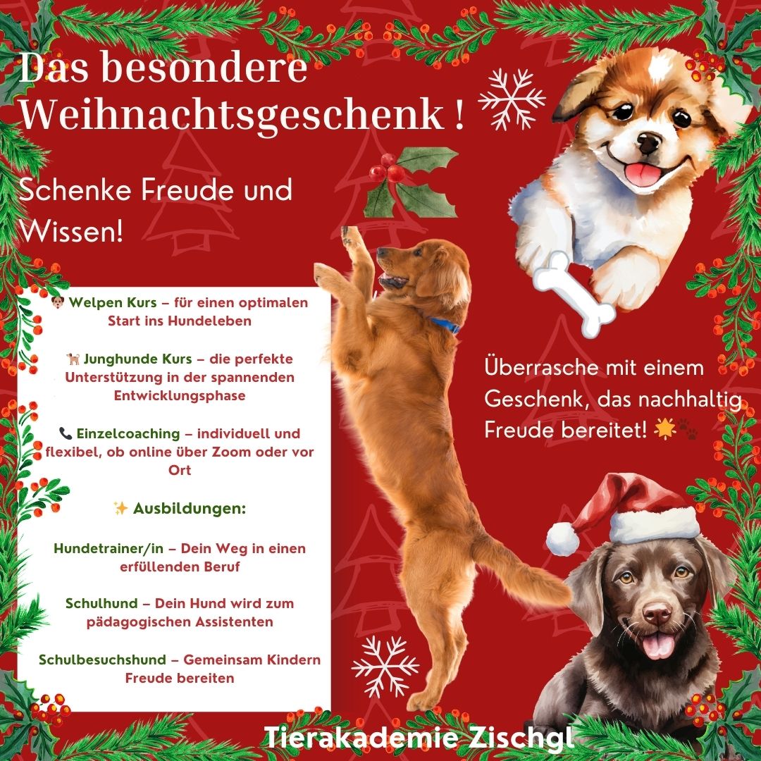 Das besondere Weihnachtsgeschenk