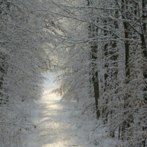 sentiero nel bosco d'inverno tutto ghiacciato