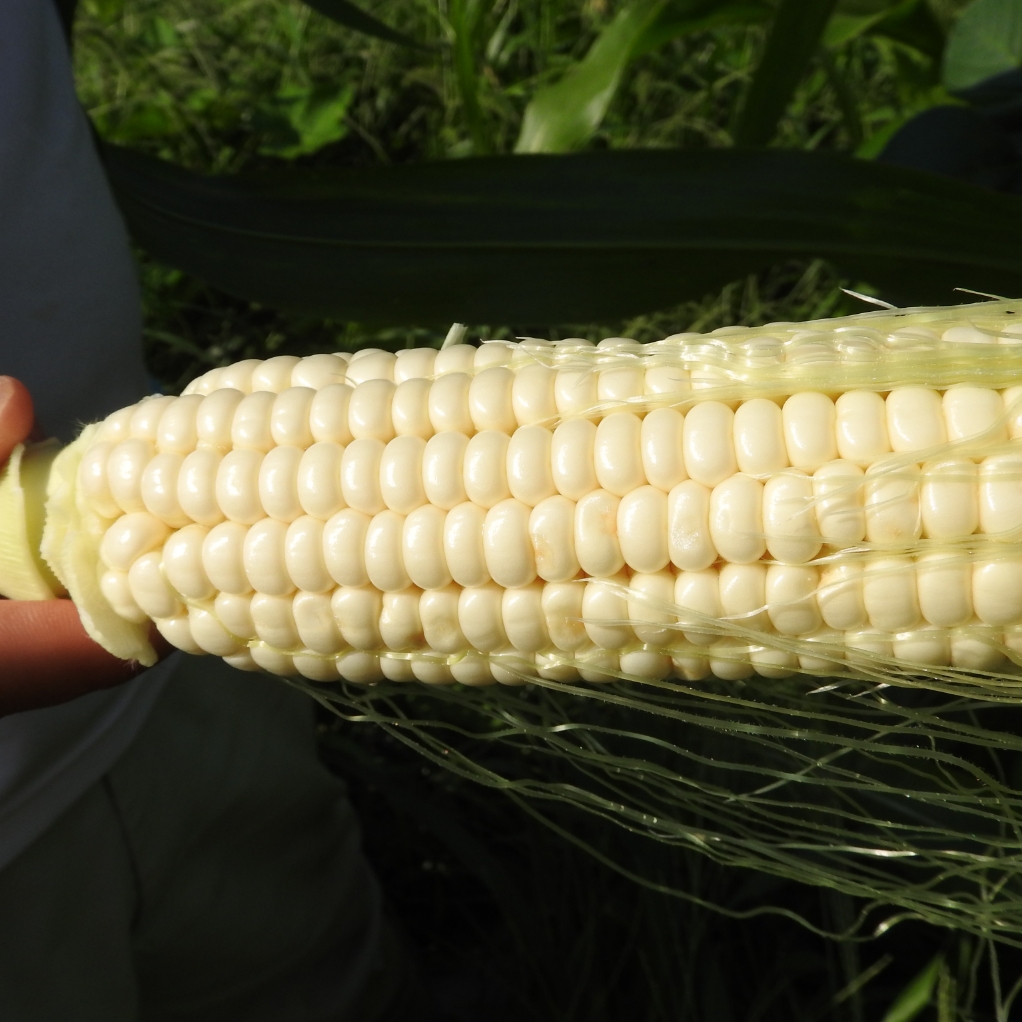 もちトウモロコシ しんしゅう屋