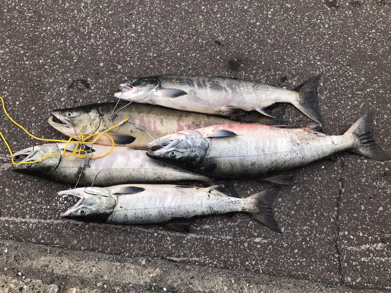 網走での趣味 釣り 医療法人社団 網走中央病院 網走での趣味 釣り 医療法人社団 網走中央病院