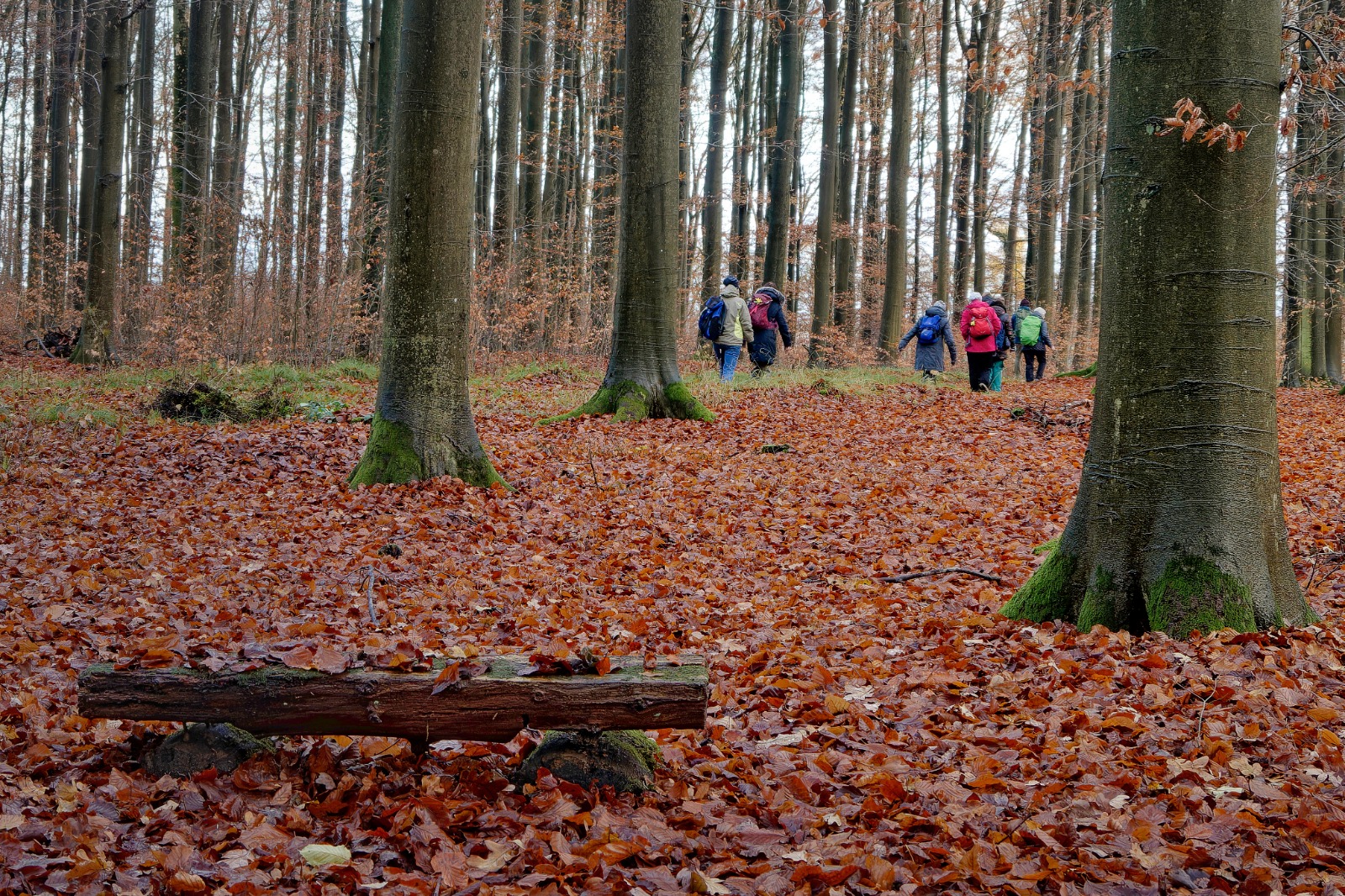 Rückweg durchs Hohe Holz