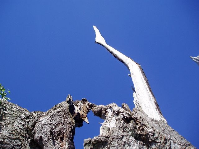 Naturdenkmal  Buche in Dettingen