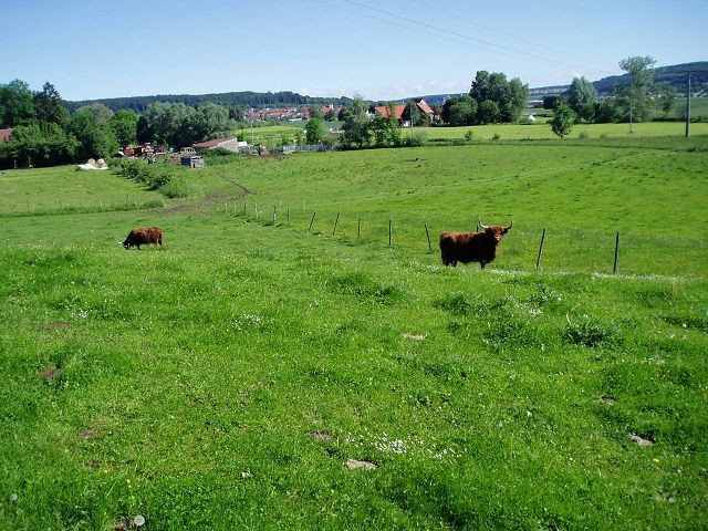 schottische Hochlandrinder im Eselsburger Tal bei Anhausen
