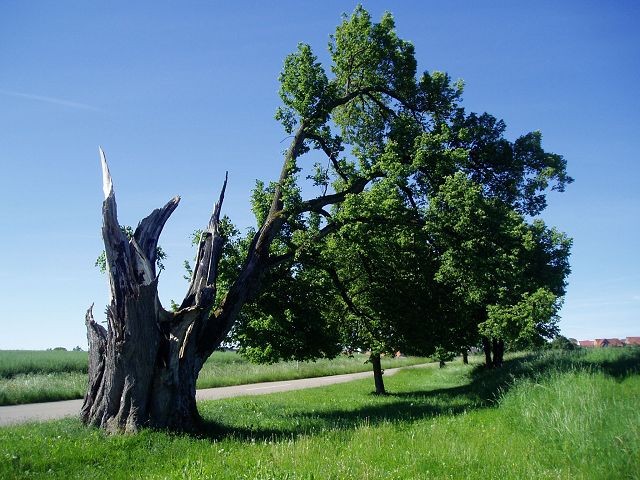 Naturdenkmal  Buche in Dettingen
