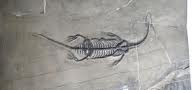 Fossil: der salamander- bis eidechsenähnliche Discosauriscus erreichte bis zu 40 Zentimeter Länge