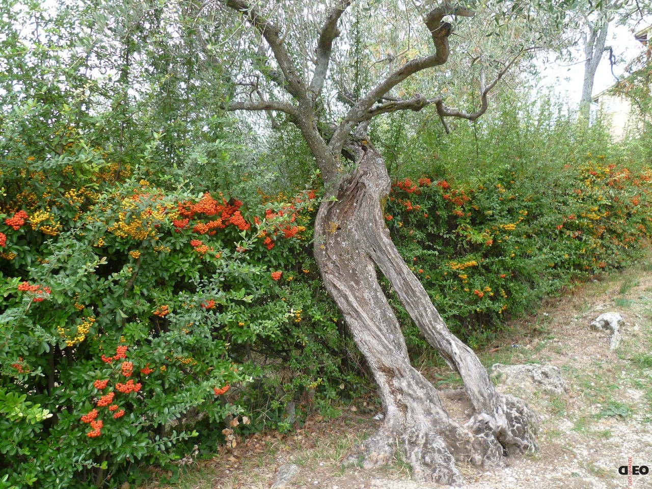 Olivenbaum