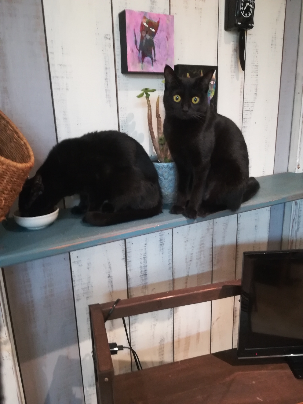 2月のお休み 黒猫美容室