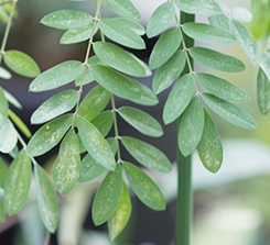 植物名はインド藍。染料の成分表示の際ナンバンアイ葉と呼ばれます。