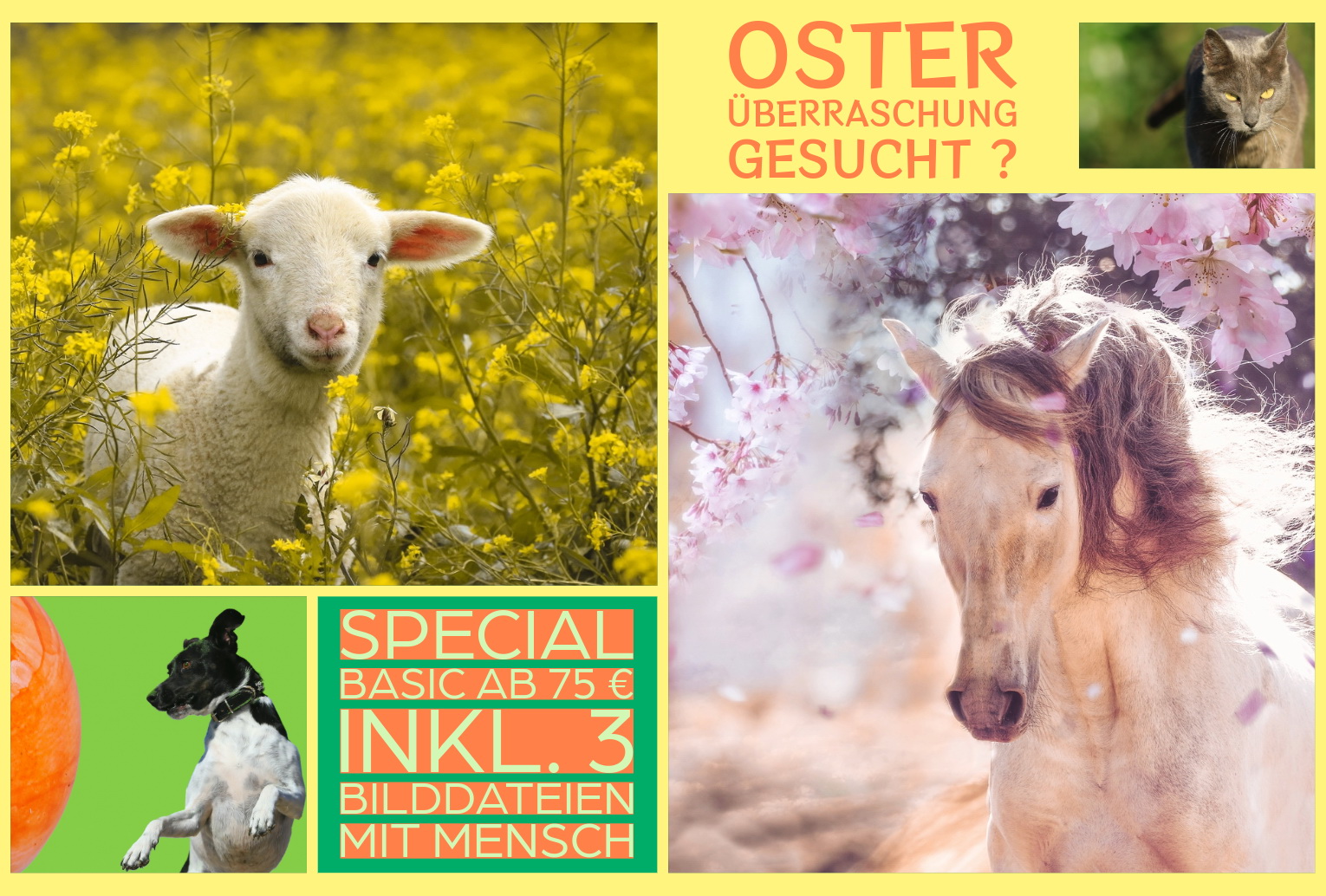 Schöne Oster-Überraschung gesucht?