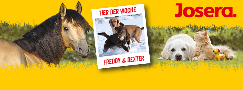 Freddy & Dexter sind auf facebook "Tiere der Woche"  2015