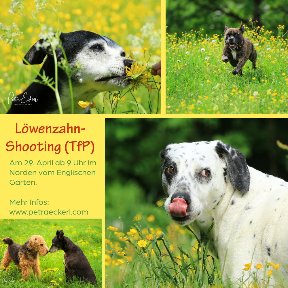 Für Kurzentschlossene: Löwenzahn-Shooting - TfP