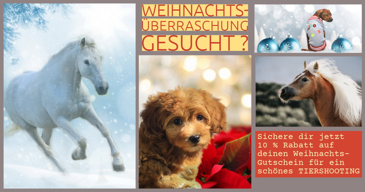 Geschenkidee Weihnachten Gutscheine für Tiershooting Hundeshooting Pferdeshooting München Pferdefotografie Hundefotografie München Bayern ab 75 €