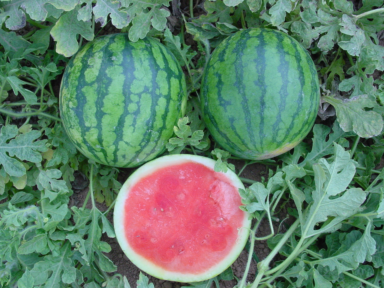 Sandia Rayada Redonda